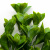 Трава искусственная -1, шт (эвкалипт лист 32 см/8 см)				 - купить в Калининграде. Цена: 169.93 руб.